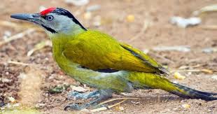 Grauspecht Stimme Gesang Ruf Horen Specht Heimische Vogel Vogel Im Garten