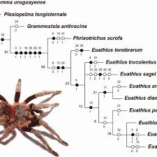 Euathlus has long served as a bit of a place holder genus for spiders who have not been adequately described. Hypothetical Euathlus Phylogenetic Relationships One Tree Using Download Scientific Diagram