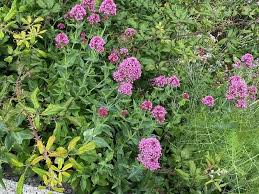 Image result for Centranthus