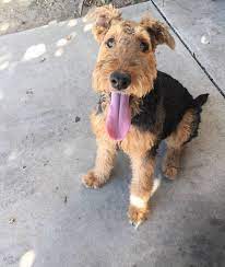 Airedale terrier puppies and dogs in florida cities. Airedale Terrier Adoption Pets Lovers