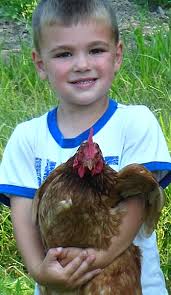 Here are the answers to all your questions about raising healthy backyard chickens. You Can Raise Chickens In Your Backyard Find Out More In Two Classes Buffalo Niagaragardening Com