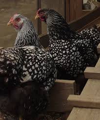 The silver laced color is the. Wyandotte Chicken Breed For Eggs Back Roads Living
