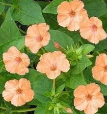 Pin On Flor Maravilha A Perfeicao Existe