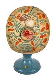 Check spelling or type a new query. Dated 1962 Original And Largely Intact Freestanding Hand Painted Animal Cell Model Executed By Scientific Teaching Aids