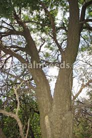 Image result for Acacia nigrescens