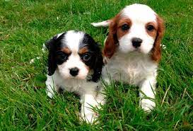 Perros bellos perros bonitos animales hermosos cortes schnauzer. Las 11 Razas De Perros Mas Tiernas