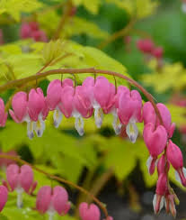 Image result for Dicranolepis