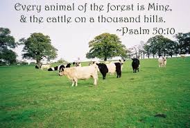 Psalm 50 10 The Cattle On A Thousand Hills Psalm 50 Psalms Scripture Verses