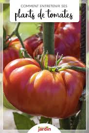 Epingle Sur Tomates