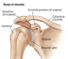 Study the diagram above and think about what it means for bird flight. Shoulder Girdle Human Body Anatomy Human Skeleton Anatomy Body Anatomy