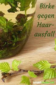 birke gegen haarausfall shampoo spulung und haarwasser shampoo gegen haarausfall haarausfall haare pflegen