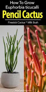 Pencil Cactus Care How To Grow Firestick Plant Euphorbia Tirucalli Pencil Cactus Cactus Care African Plants