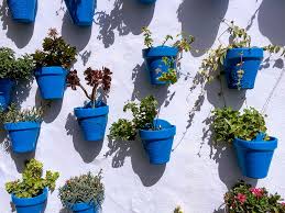 Descubre los mejors trucos sobre cómo cuidar un cactus además los cactus o suculentas son un tipo de plantas que forman parte de la familia de las cactáceas. Lláˆ Macetas De Pared Expertos En Jardineria