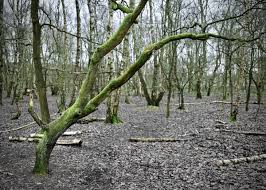 Farecompare'is leiad ka soodushinnaga hotellid brereton heath local nature reserve. Brereton Heath Local Nature Reserve 02 01 2020 Robertpoulson Com