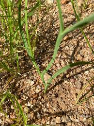 Image result for Afrosolen coeruleus