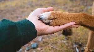 You will find our courses and programs provide top quality education accessible to everyone who has access to the internet. Dogvision Online Dog Training With Dogs 4 Motion