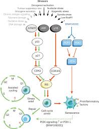 The Role Of Senescent Cells In Ageing Nature