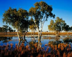 Smooth Barked Coolibahs In An Ephemeral Lake Are Caused By Floodwater From Sturt Creek Draining Beautiful Places To Travel Australian Travel Landscape Pictures
