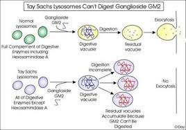 Genetic Disorders Tay Sachs Disease Birth Defects Group 13