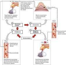 17 2 Hormones Anatomy And Physiology