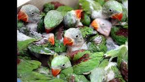 Little Child Looks At Alexandrine Parrot Stock Photo - Image Of Parrot,  Looks: 71348174