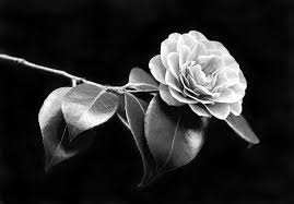 We did not find results for: Camellia Flower In Black And White Photograph By Jennie Marie Schell