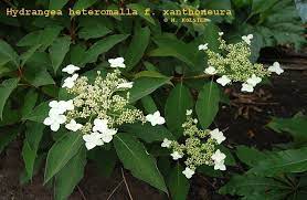 Hydrangea Heteromalla F Xanthoneura Hortensia