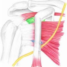 There are several important ligaments in the shoulder. The Musculocutaneous Nerve Yellow In Relation To Conjoint Tendon Download Scientific Diagram