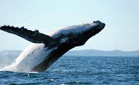A humpback whale feeds in the waters off cape cod. Early Start To Whale Season Daily Telegraph
