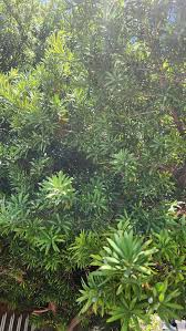 Image result for Podocarpus latifolius