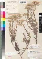 Image result for Helichrysum silvaticum