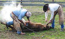 Freeze branding heifer #699 in march. Livestock Branding Wikipedia