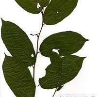 Image result for Pycnanthus