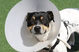 Although you may brush your pet's teeth, it doesn't limit bacteria from growing beneath the gum line. Pet Dental Veterinarian In Georgetown Ky Best Pets Animal Clinic