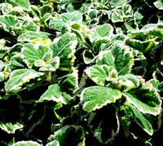 Image result for Plectranthus fruticosus