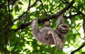 The Dumbest Animal In The World Trionds