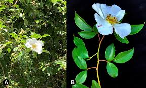 Image result for Rosa laevigata