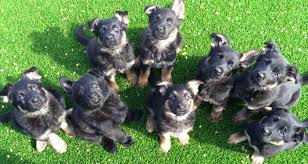 German shepherds were originally used as herders this will help you to grow in experience, and build a strong bond between you and your german shepherd puppy. German Shepherd Puppies For Sale Okc Petsidi