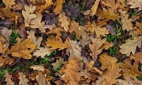 Just be sure to leave the clippings on the turf instead of catching them. How To Make Leaf Mould Life And Style The Guardian