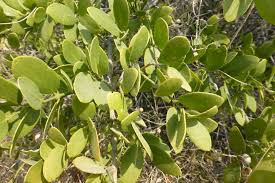 Image result for Salvadoraceae