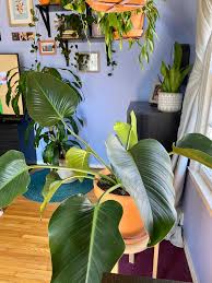 The large, dark green leaves have deep irregular slits and can grow up to 3 feet long on a robust, erect stem. Philodendron The Midwestern Jungle