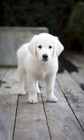 English Cream Golden Retriever Puppies Puppies Baby Animals Dogs