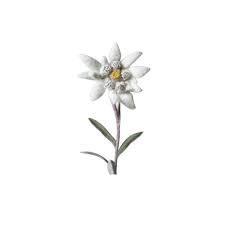 We did not find results for: Floare De Colt Naturala Conservata Cu Magnet Cdimag Emag Ro
