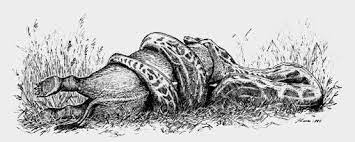 A Feeding Gigantophis Garstini Ancient Art Hiking Boots Prehistoric Creatures