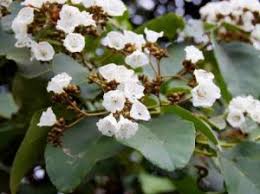 Image result for Cordia pilosissima