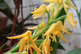 Image result for Polystachya galeata