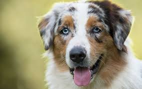 Check spelling or type a new query. Pastore Australiano Australian Shepherd Nuova Fattoria Srl