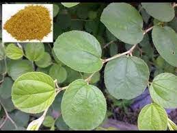 Simak Baik Baik Ternyata Ini Dia 45 Manfaat Daun Bidara Bagi Kesehatan Dan Kecantikan Manusia Youtube Tanaman Obat Tanaman Ide Berkebun