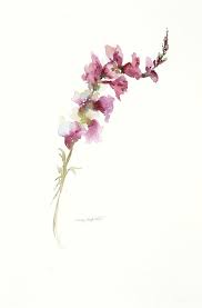Explore thousands of inspiring classes for creative and curious people. Single Stem Snapdragon Painting By Sandra Strohschein