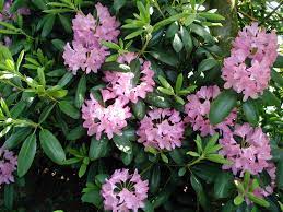 Use a peat pot, as this can be planted in the. How To Propagate Rhododendrons And Azaleas From Cuttings Welcome To Propagation Island Mon